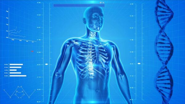 human-skeleton